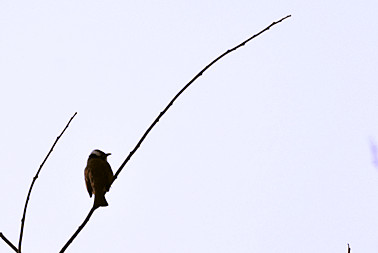 DSC_0553_副本.jpg