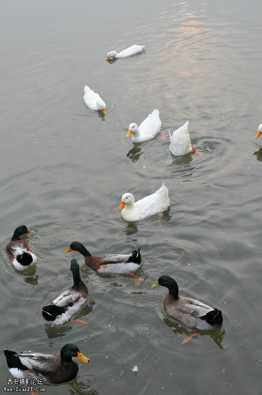 DSC_1062.jpg