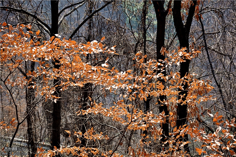 DSC_0605_副本.jpg