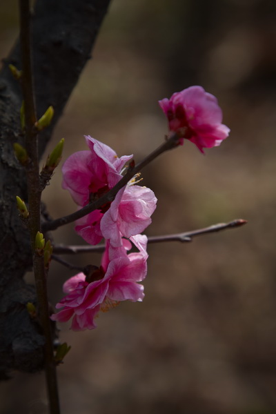 IMG_4218_调整大小.jpg