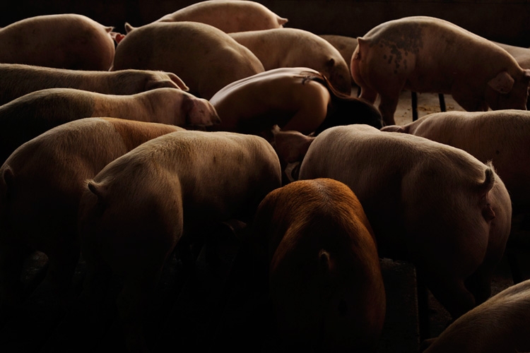 有猪故我在韩裔女摄影师猪圈裸体自拍