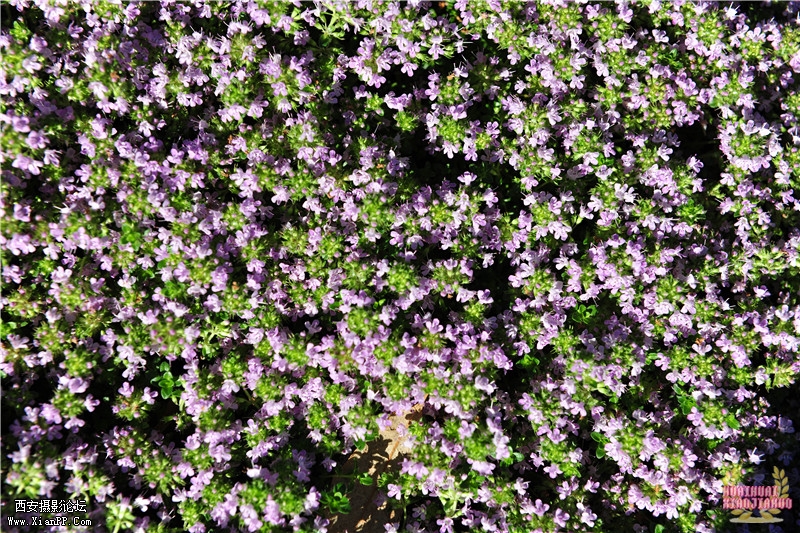 dsc_6957_副本.jpg