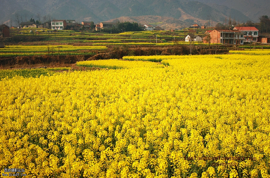 IMG_8065花儿.jpg