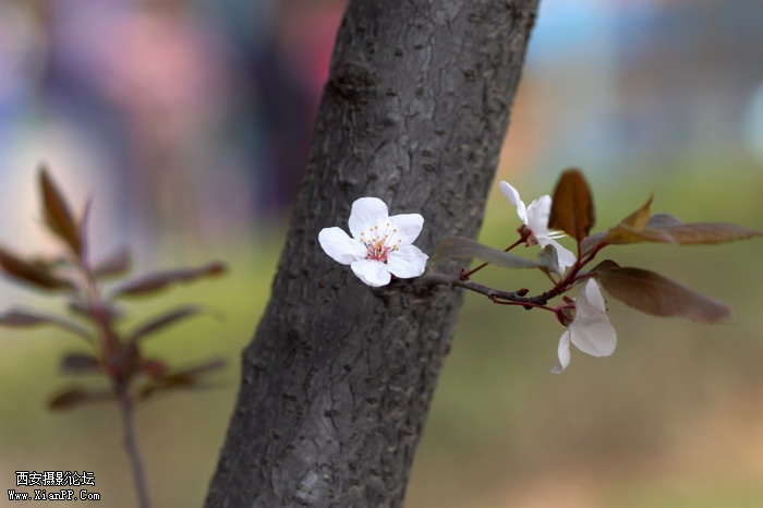 20110404万物复苏0011_调整大小.JPG