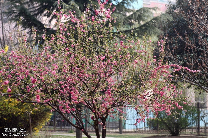 20110404万物复苏0017_调整大小.JPG