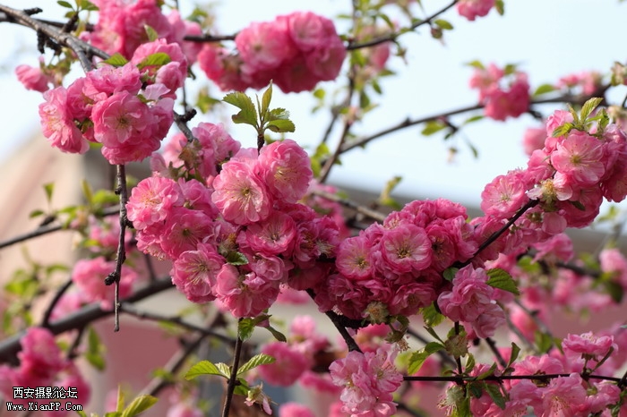 20110404万物复苏0024_调整大小.JPG