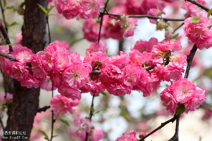 20110404万物复苏0025_调整大小.JPG