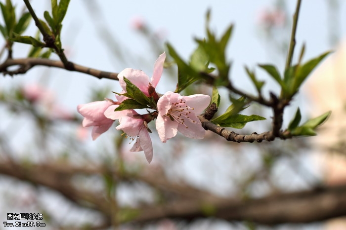 20110404万物复苏0034_调整大小.JPG