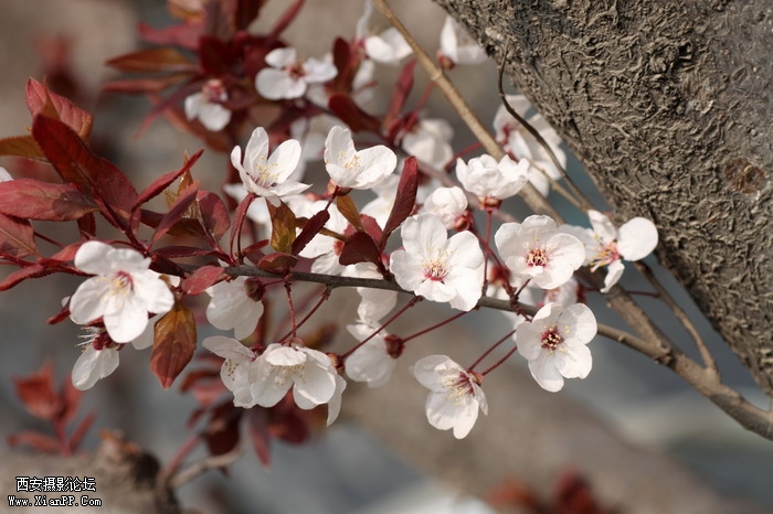 20110404万物复苏0043_调整大小.JPG