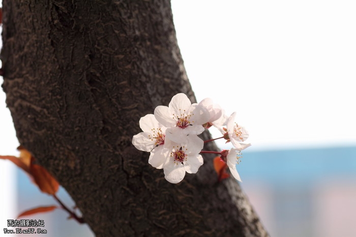 20110404万物复苏0044_调整大小.JPG