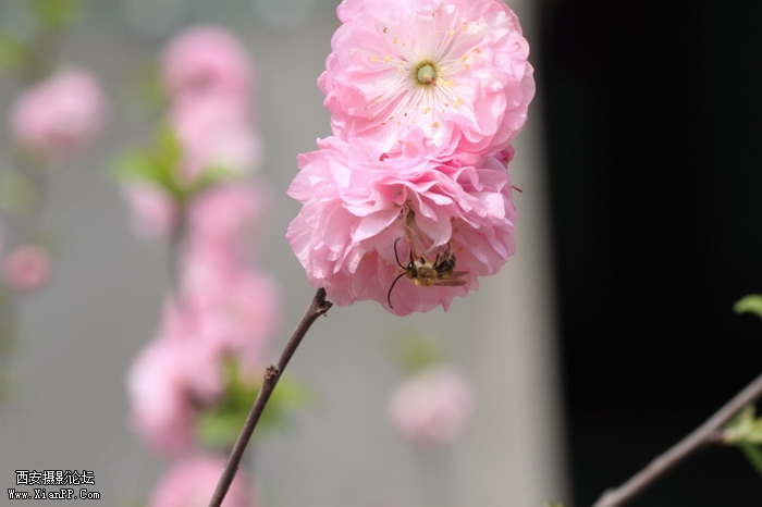 20110404蜜蜂0002_调整大小.JPG