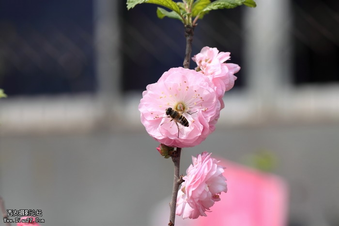 20110404蜜蜂0005_调整大小.JPG