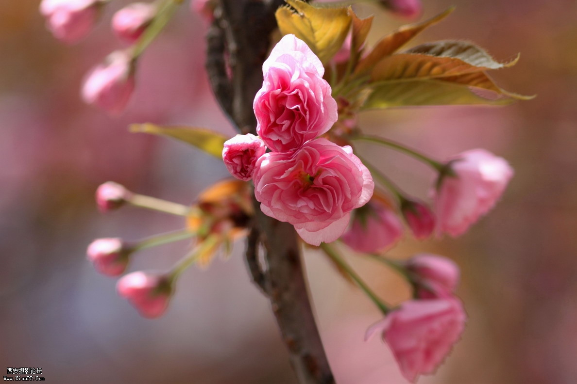 20110409办公区的樱花，正午0020.jpg