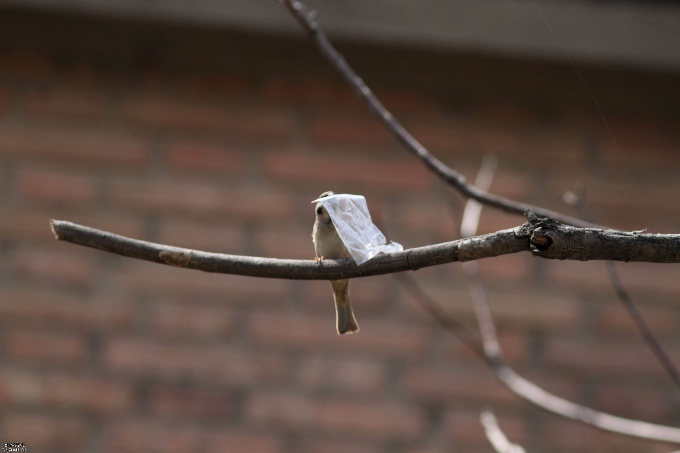 20110409办公区的樱花，正午0024.jpg
