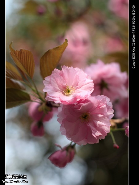 20110410早上小区适马1.4CPL0341_调整大小.JPG