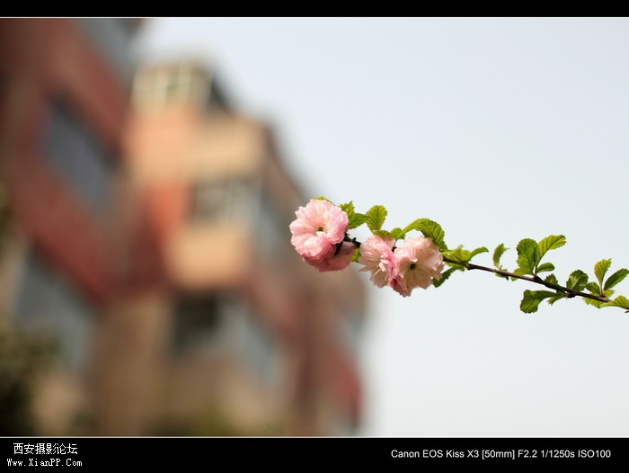 20110410早上小区适马1.4CPL0350_调整大小.JPG