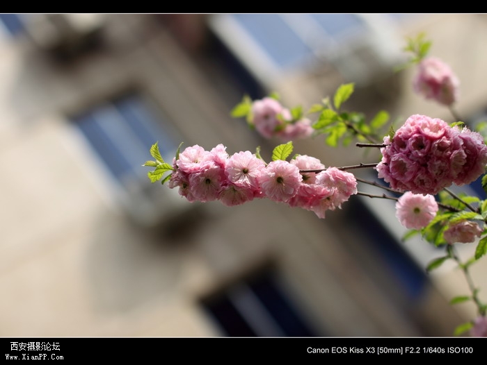 20110410早上小区适马1.4CPL0352_调整大小.JPG