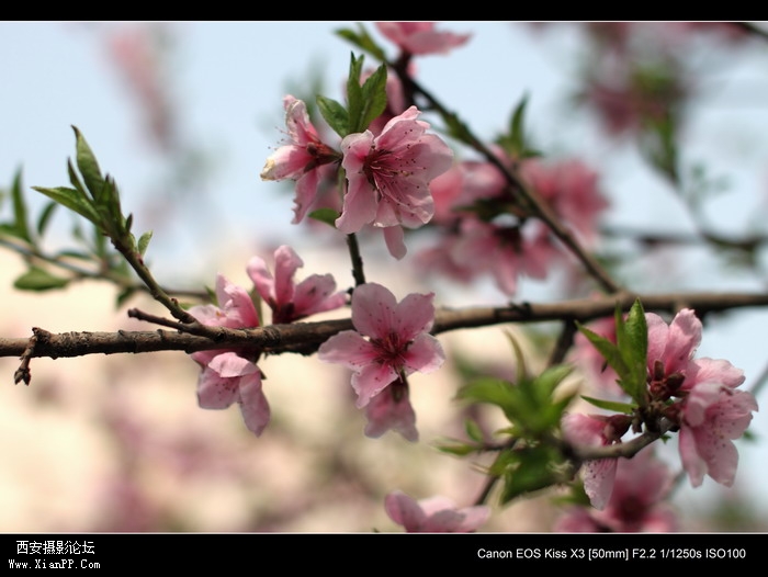 20110410早上小区适马1.4CPL0359_调整大小.JPG