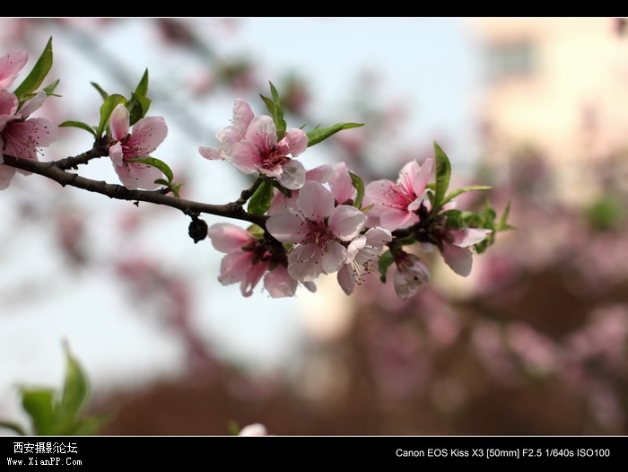 20110410早上小区适马1.4CPL0361_调整大小.JPG