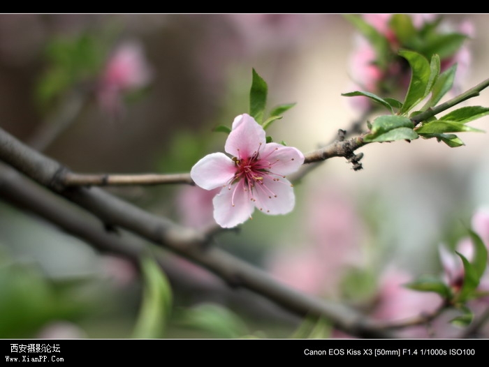 20110410早上小区适马1.4CPL0364_调整大小.JPG