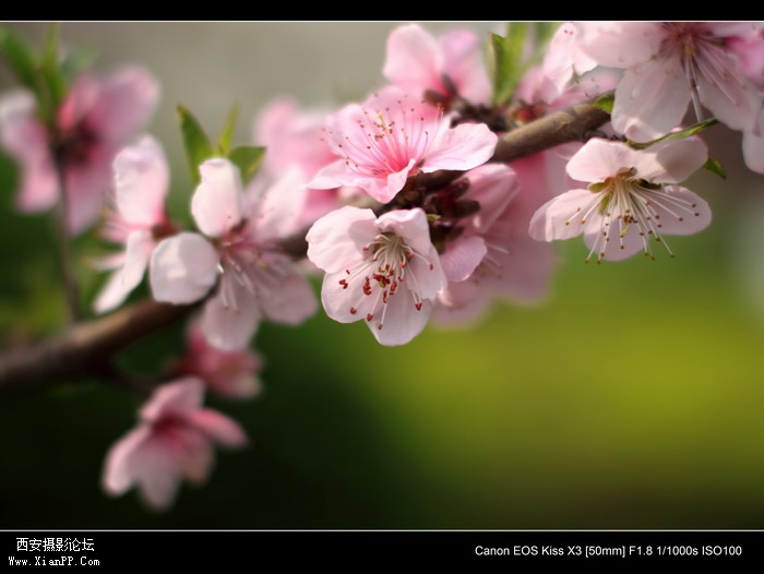 20110410早上小区适马1.4CPL0365_调整大小.JPG