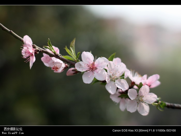20110410早上小区适马1.4CPL0367_调整大小.JPG