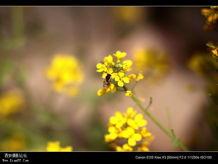 20110410早上小区适马1.4CPL0368_调整大小.JPG