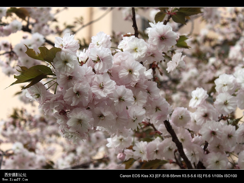 20110415 清晨0459.jpg