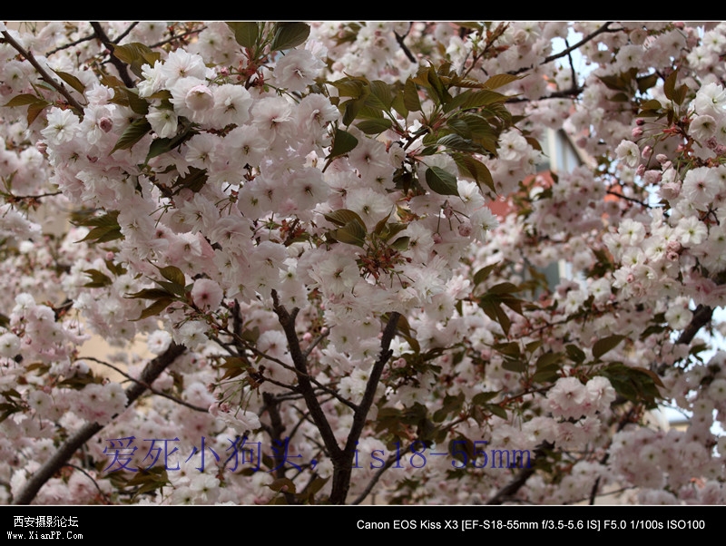 20110415 清晨0460_副本.jpg