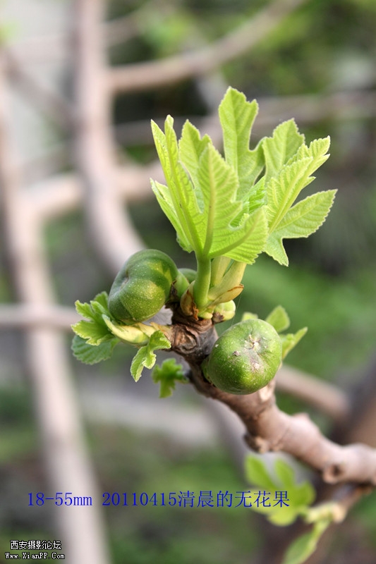 20110415 清晨0466_副本.jpg