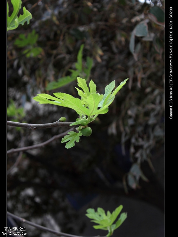20110415 清晨0469_副本.jpg