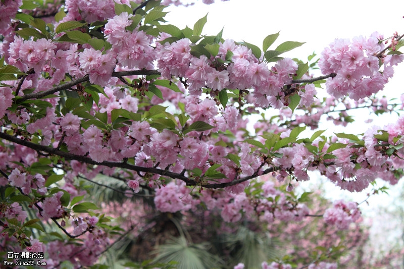 20110415 清晨0472_副本.jpg