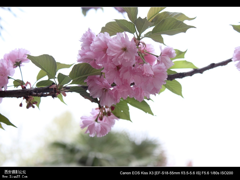 20110415 清晨0473_副本.jpg