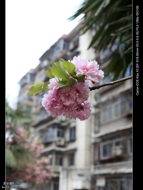 20110415 清晨0475_副本.jpg