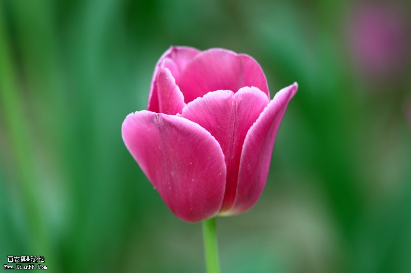 20110424兴庆宫郁金香0785_副本_副本.jpg