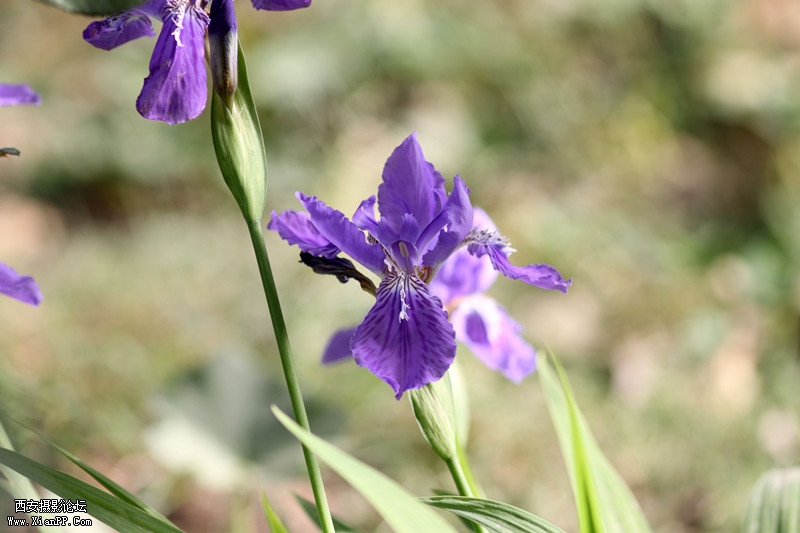 20110426峿0693_.jpg