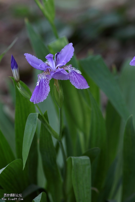 20110426峿0692_.jpg