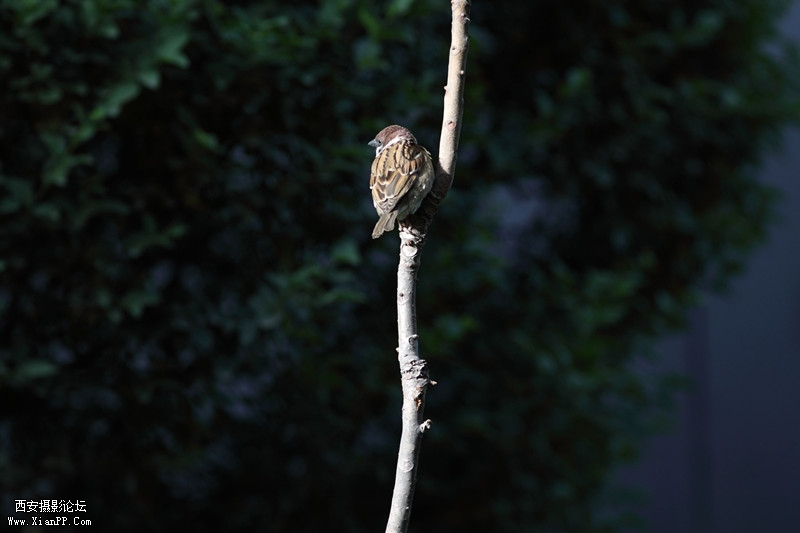 20110426清晨0694_副本.jpg
