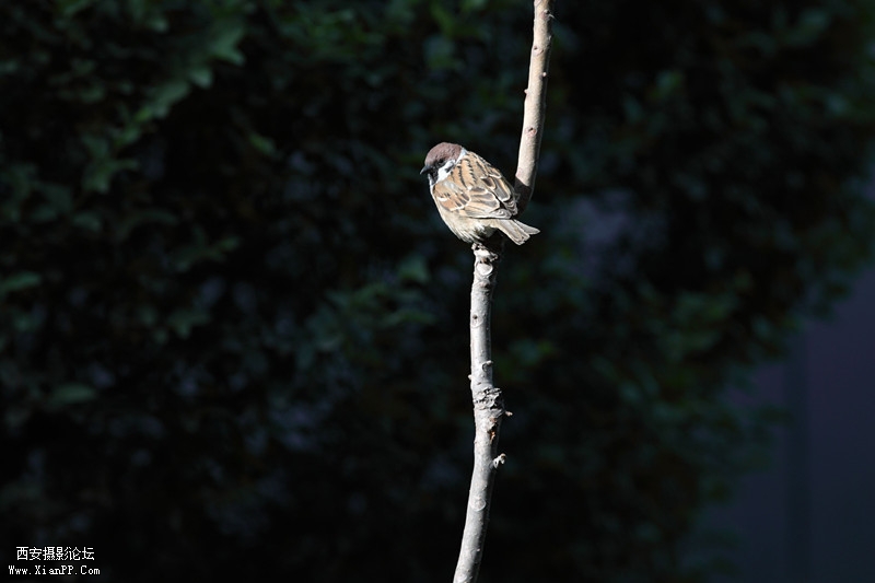 20110426清晨0695_副本.jpg