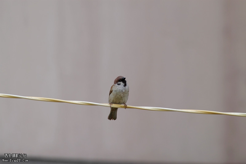 20110426清晨0696_副本.jpg