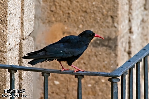 Chough-17.jpg