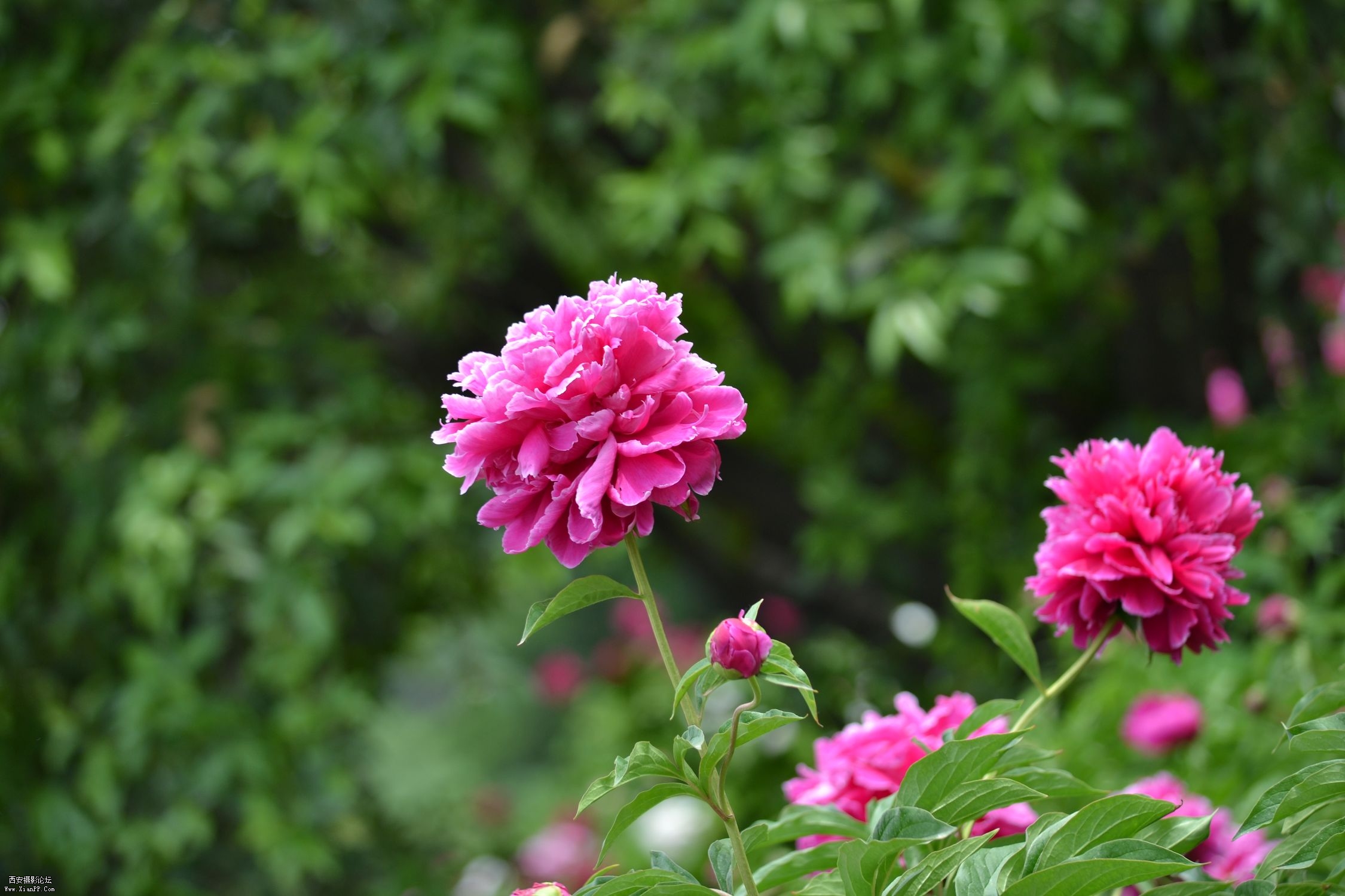 DSC_0109.jpg