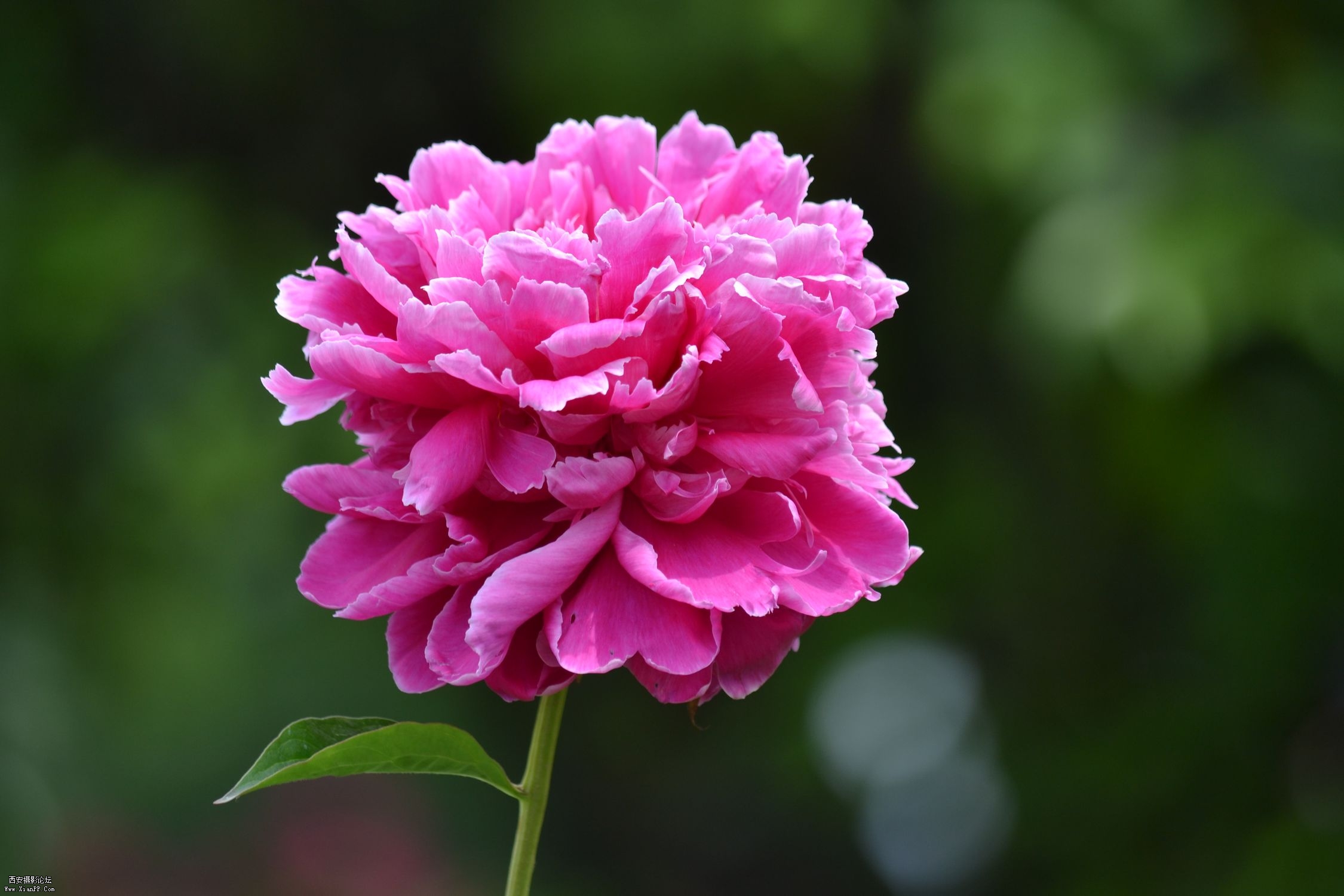 DSC_0111.jpg