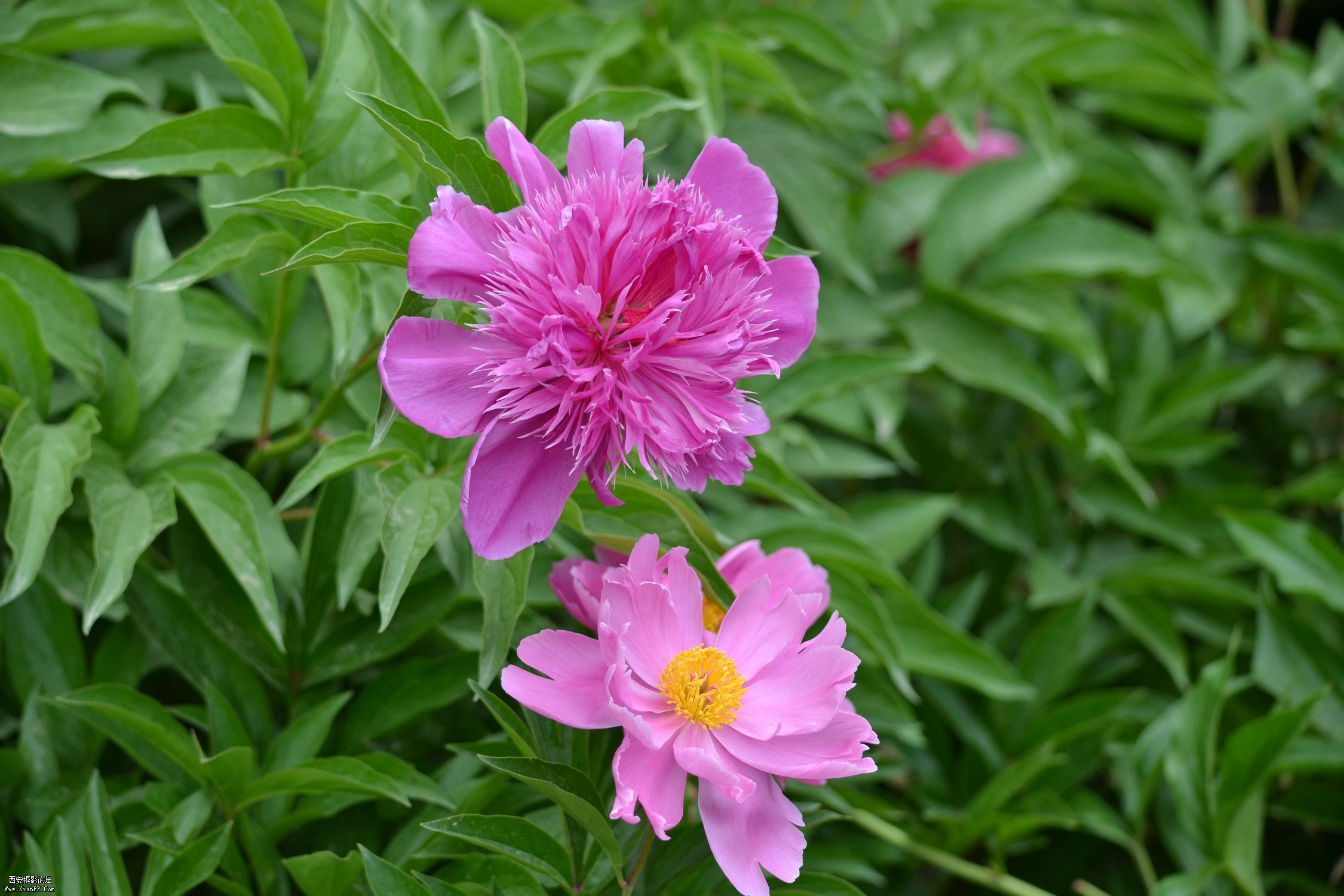 DSC_0153.jpg