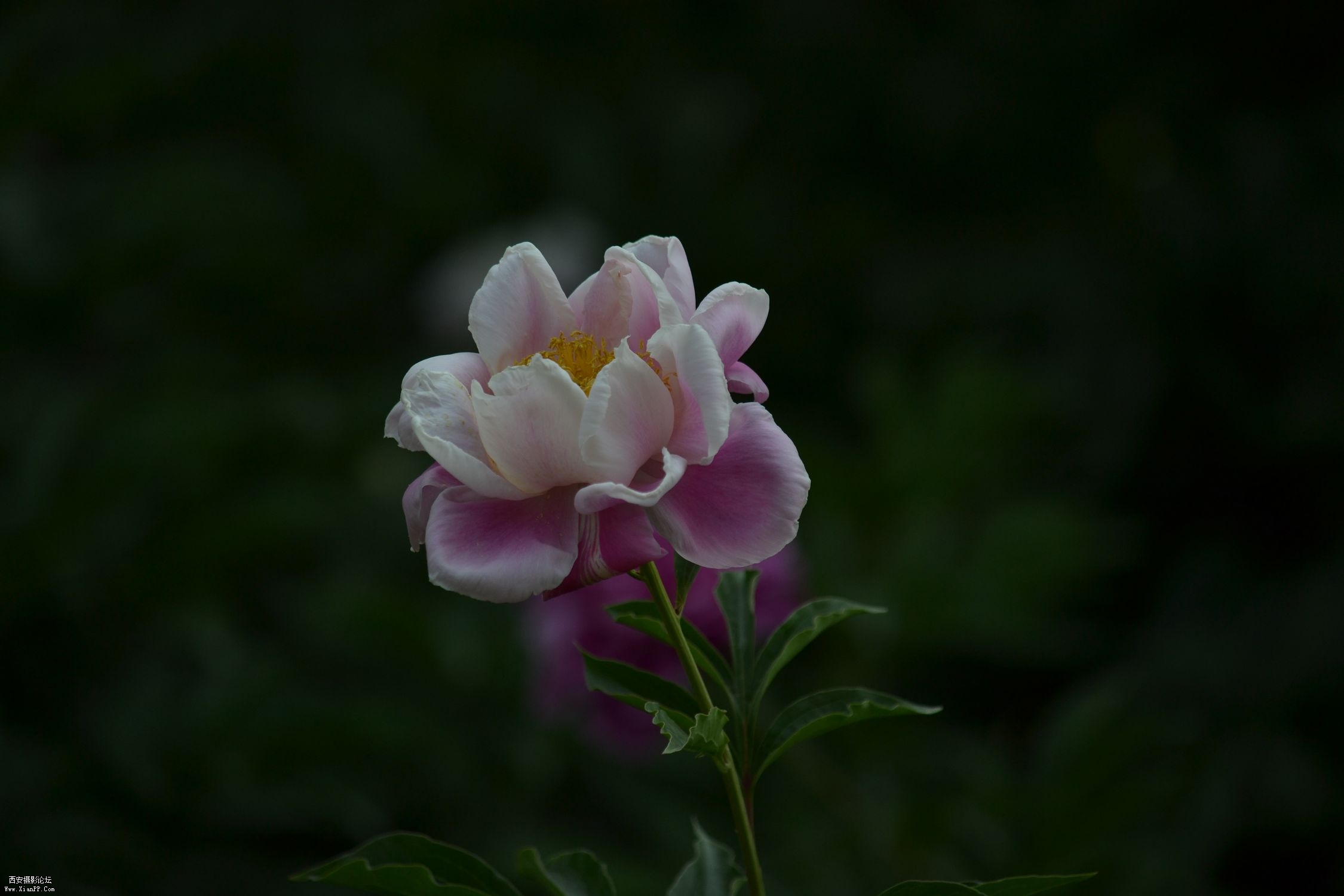 DSC_0321.jpg