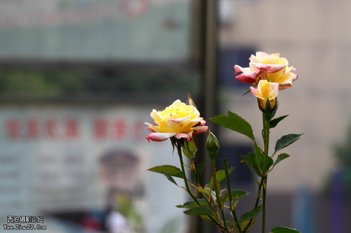 201105281433_调整大小.JPG