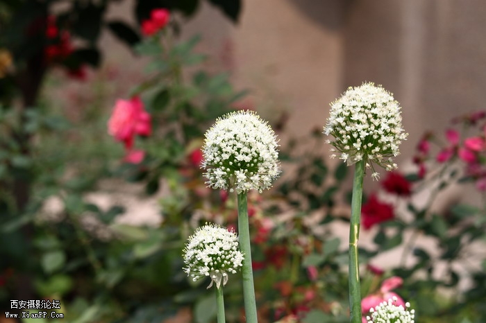 201105281436_调整大小.JPG