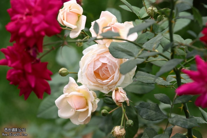 201105281447_调整大小.JPG
