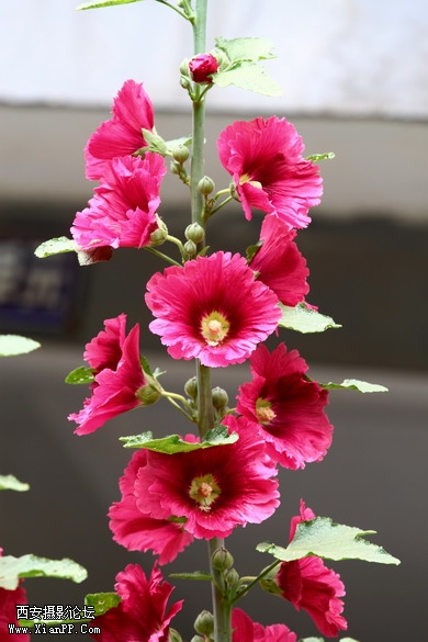 201105281452_调整大小.JPG