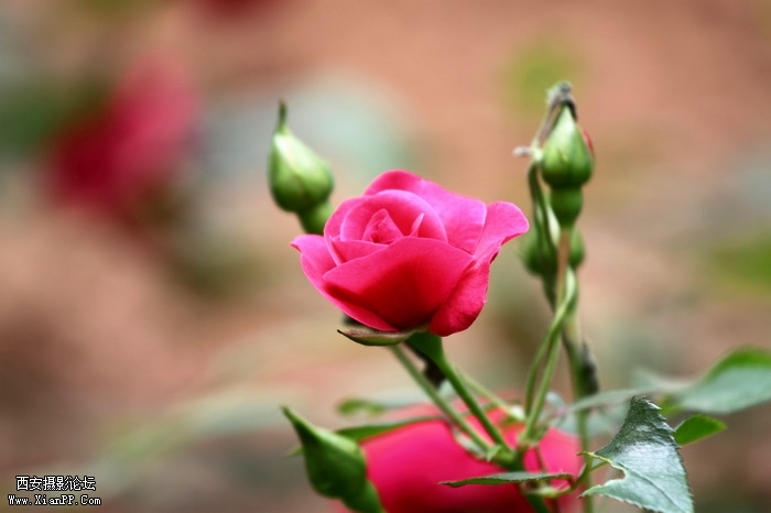 201105281456_调整大小.JPG